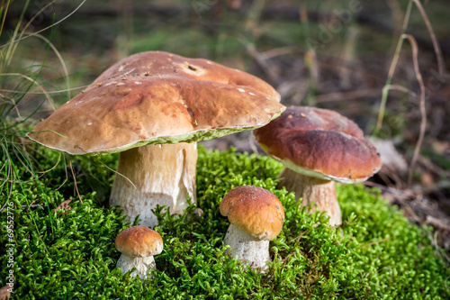 Big boletus mushrooms on moss in forest