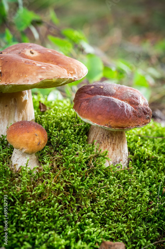 Several boletus mushroom in forest