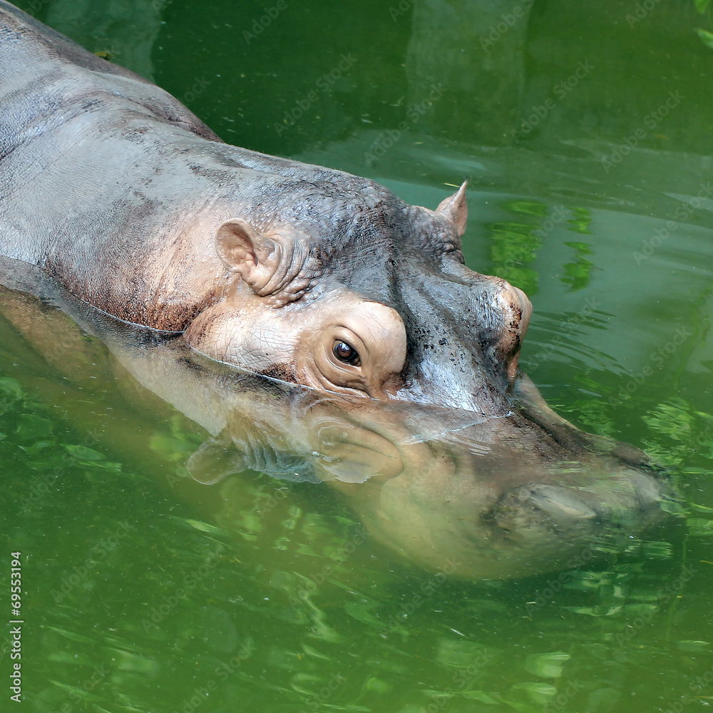 hippopotamus