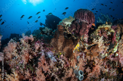 Biodiversity Underwater