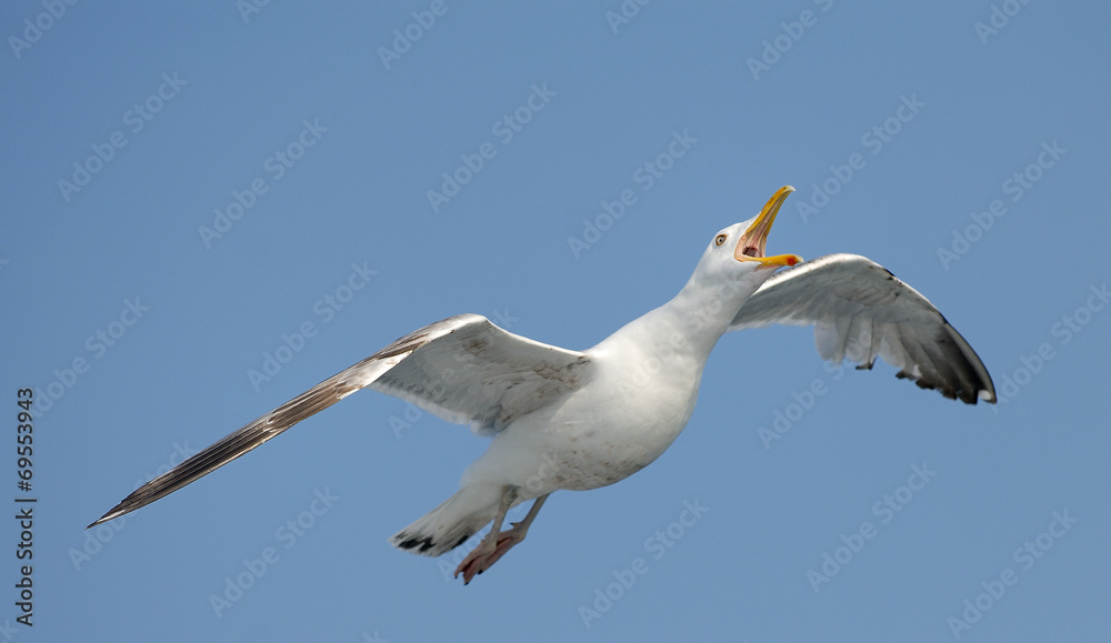 Thayer's gull is flying in the sky near ferry Thayer's gull is flying in the sky near ferry