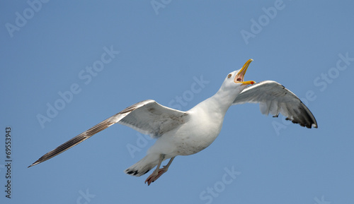 Thayer's gull is flying in the sky near ferry