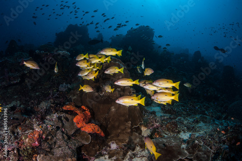 Reef Fish on Deep Reef
