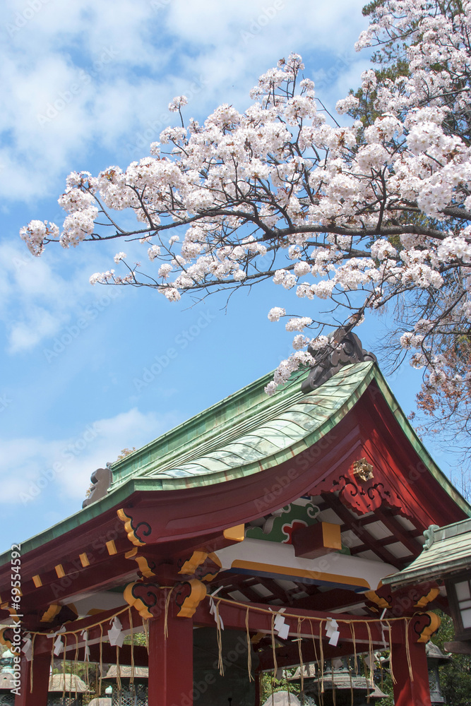 上野の桜