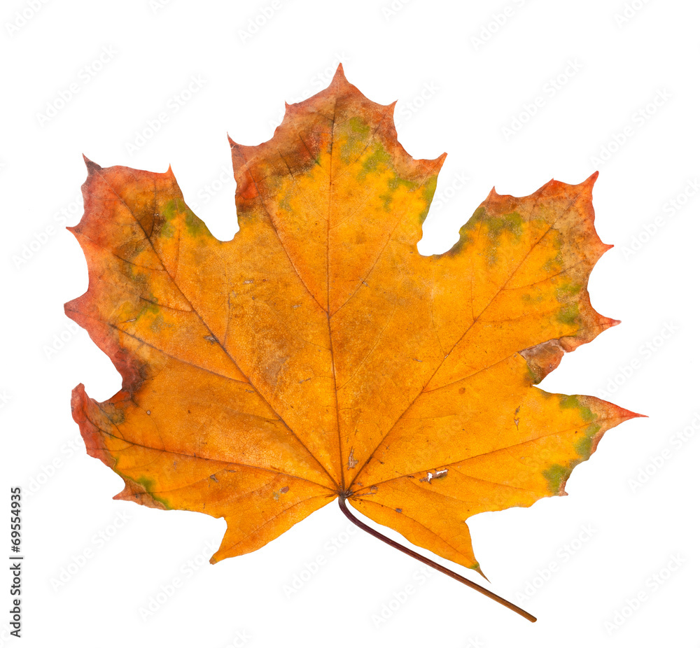 Autumn maple branch with leaves isolated on a white background Autumn maple branch with leaves isolated on a white background