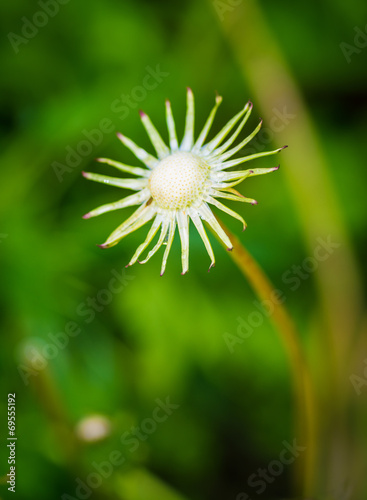 Dandelion flower. Macro with shallow depth of field.