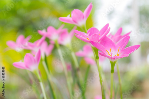 rain lily flower