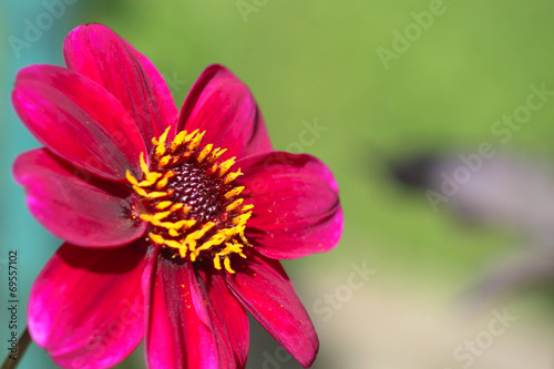 Magenta Dahlia on Green Background