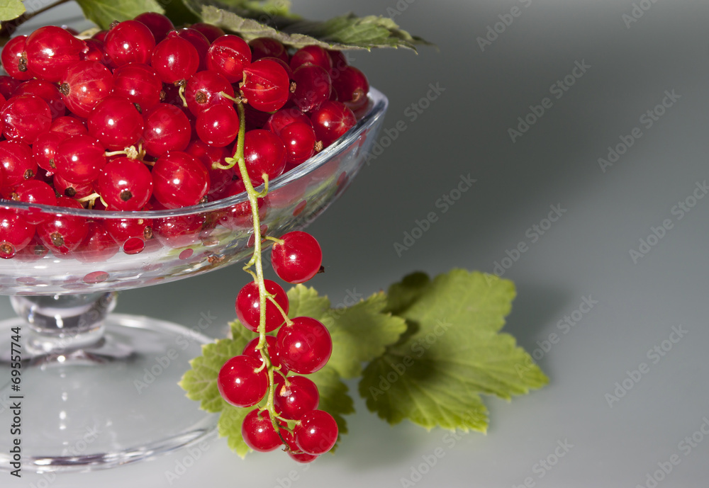 Red currant on a gray background in a vase and one bunch of curr Red currant on a gray background in a vase and one bunch of curr