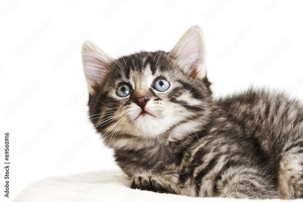 Hauskatze,Kätzchen suchen bis Hauskatze,Kätzchen suchen bis