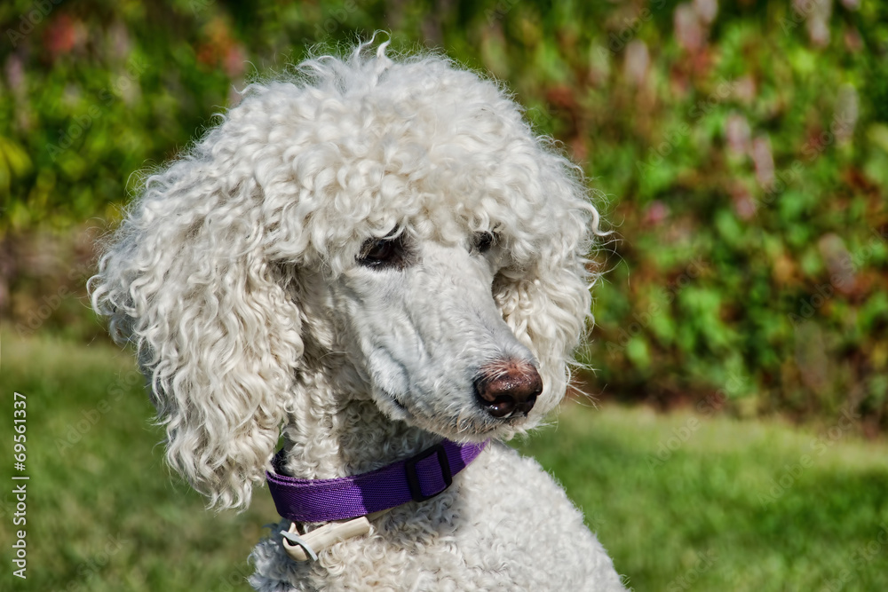 White Poodle White Poodle