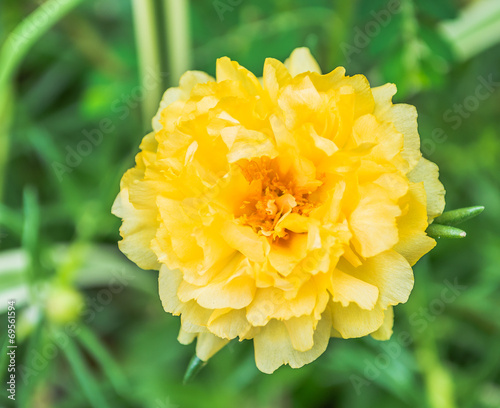 yellow flower photo