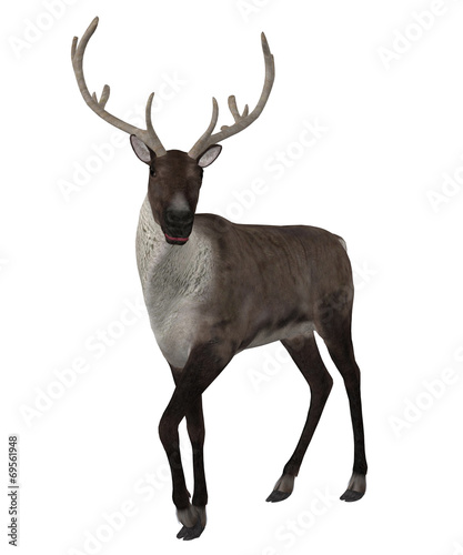 Canvas Print 3d Reindeer