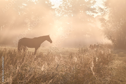 horse sulhouette in foggy sunshine