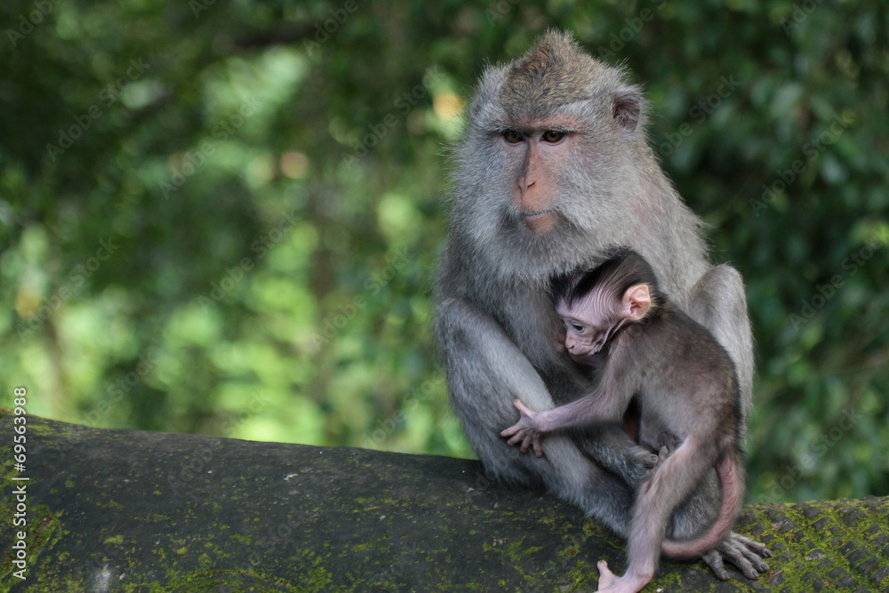 Famille de macaques au Monkey forest  park