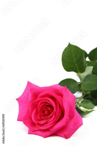Pink rose isolated on a white background.