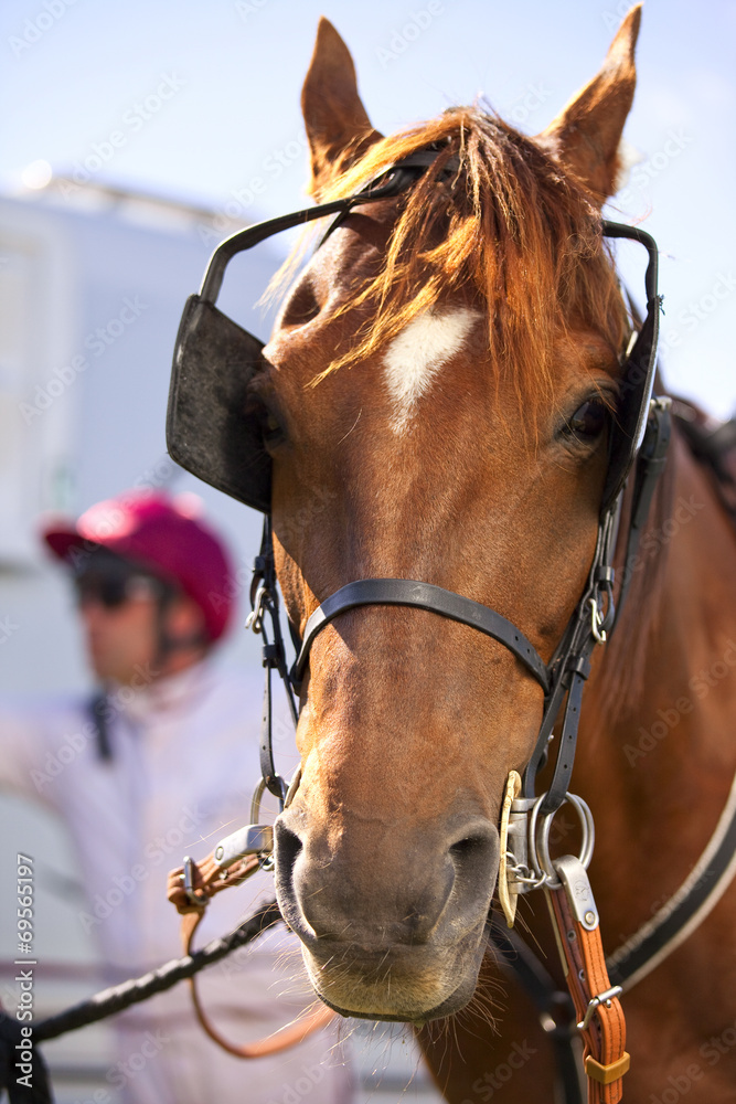 Obraz premium Cheval de course