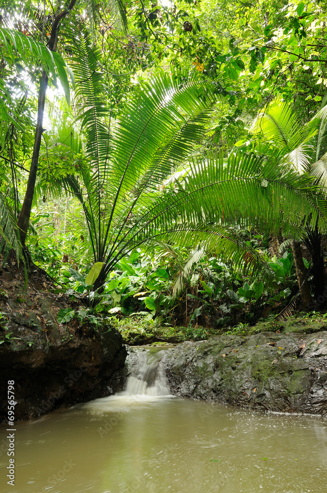 Fototapeta premium Jungle in Central America