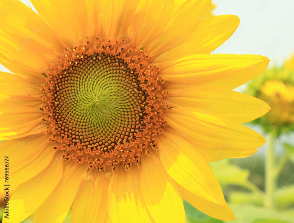 Sunflower yellow flower