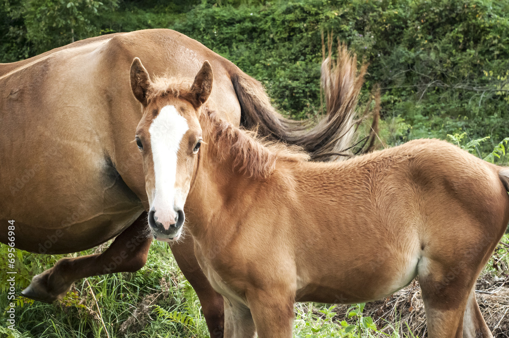 Brown foal and mare amid green vegetation background Brown foal and mare amid green vegetation background