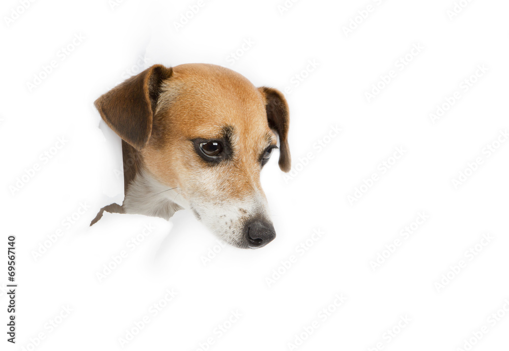 small dog looking out from a hole in a paper