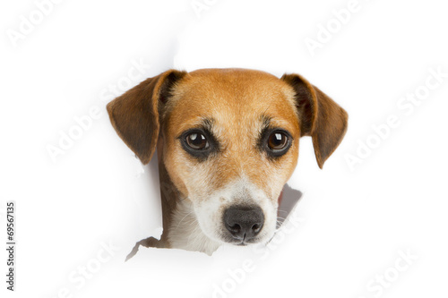 cute dog looking out from a hole in a paper