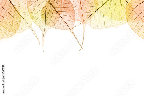 Border of Autumn color Leaves isilated on white