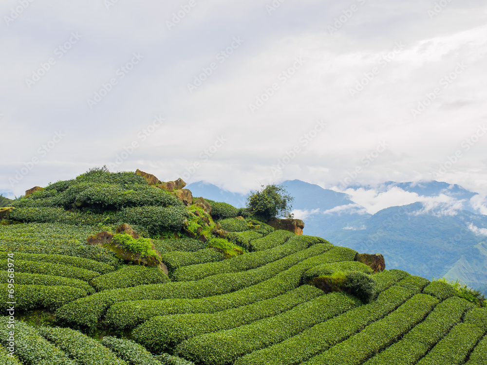 台湾 阿里山国家風景区 茶畑