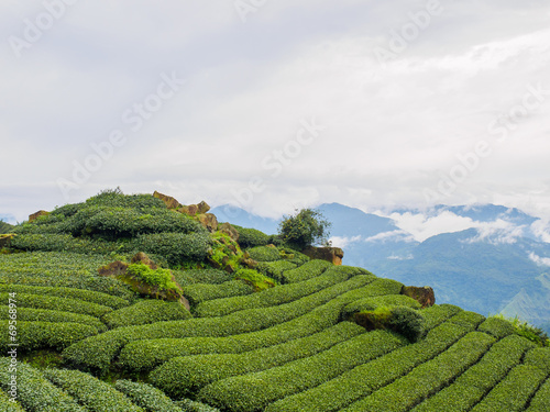 台湾 阿里山国家風景区 茶畑 photo