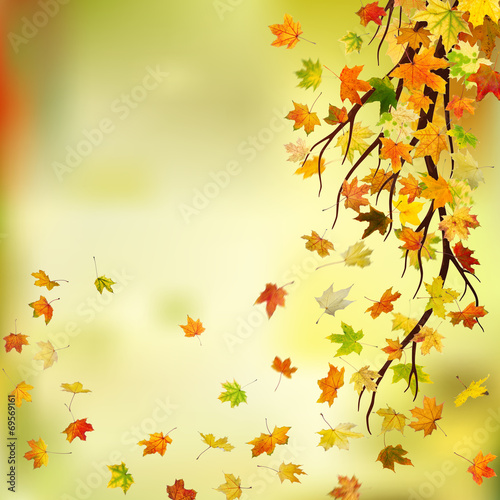 Branch with autumn maple leaves on natural background.
