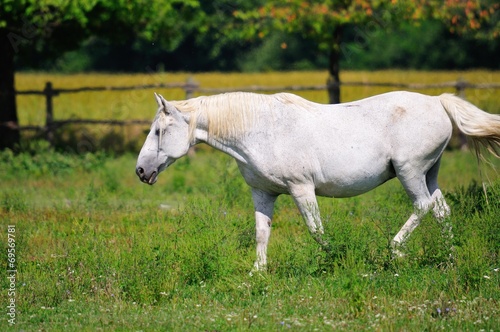 Lipizzaner mare on the pasture