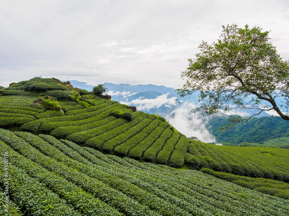 台湾 阿里山国家風景区 茶畑