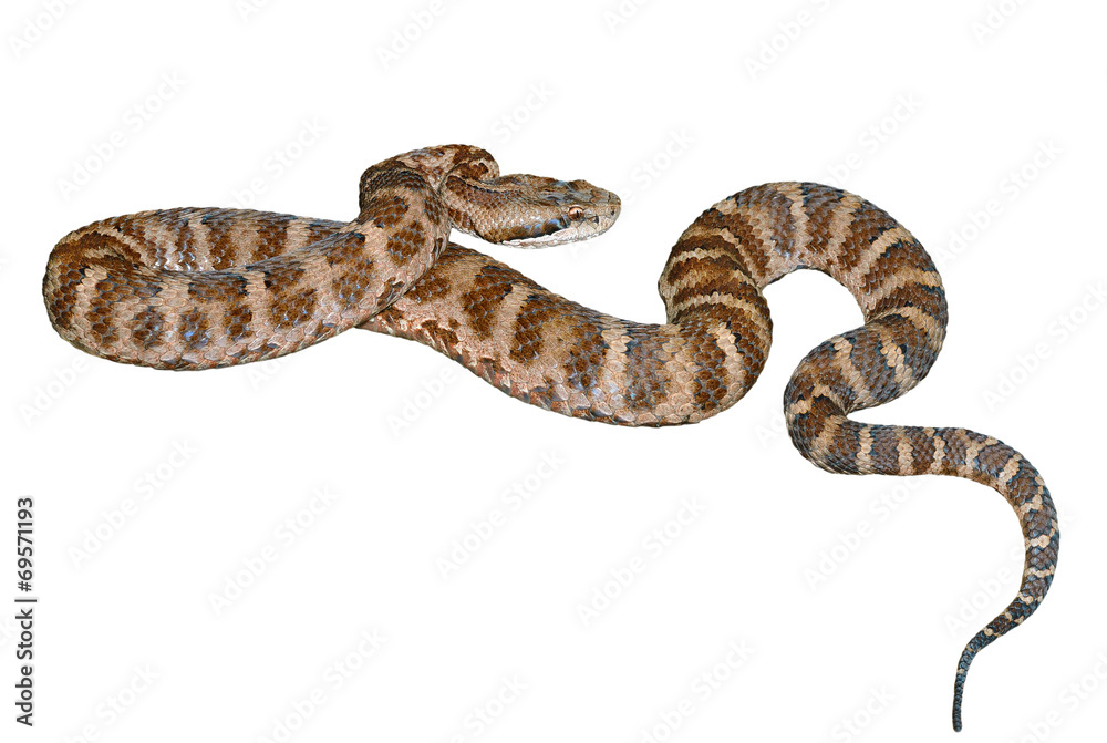 Snake (Agkistrodon saxatilis) 11 Snake (Agkistrodon saxatilis) 11