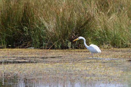 great egret hunting on swamp