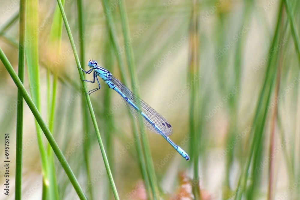 Beautiful dragonfly. Macro shot of nature. Libellula depressa. Insects close up. Beautiful dragonfly. Macro shot of nature. Libellula depressa. Insects close up.