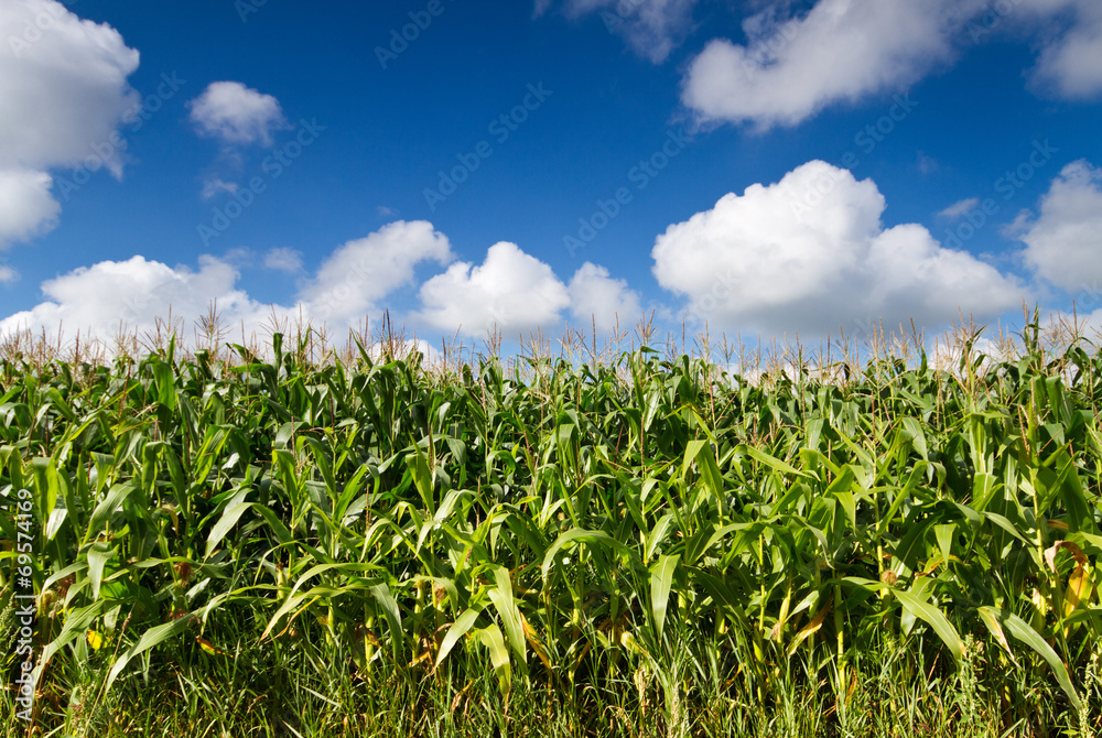 Maize field under blue sky with white clouds