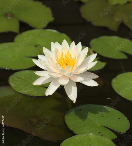 white lotus