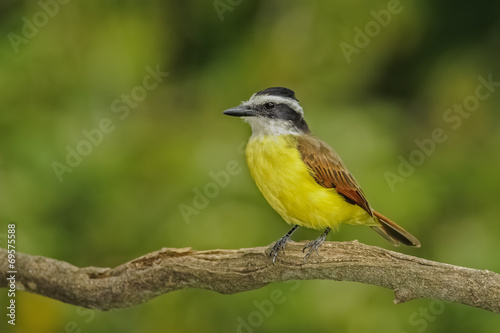 Great Kiskadee © William Berry