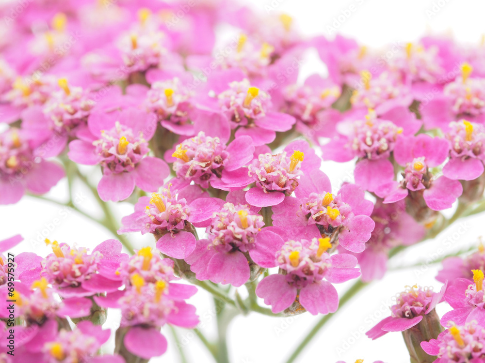 pink milfoil on white background pink milfoil on white background