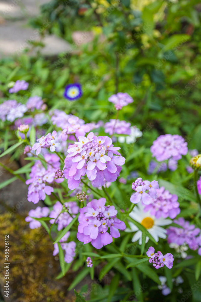 Violet summer flowers