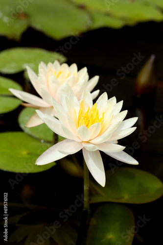 white lotus