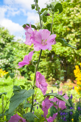 Pink Hollyhock flowers close up