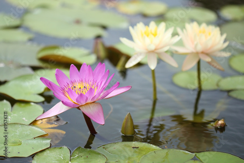 pink and white lotus or water lily