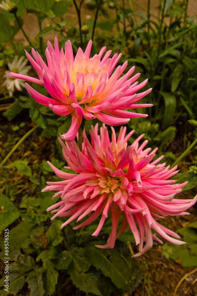 Pink dahlia blossom