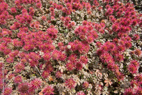 Pretty original red flowers