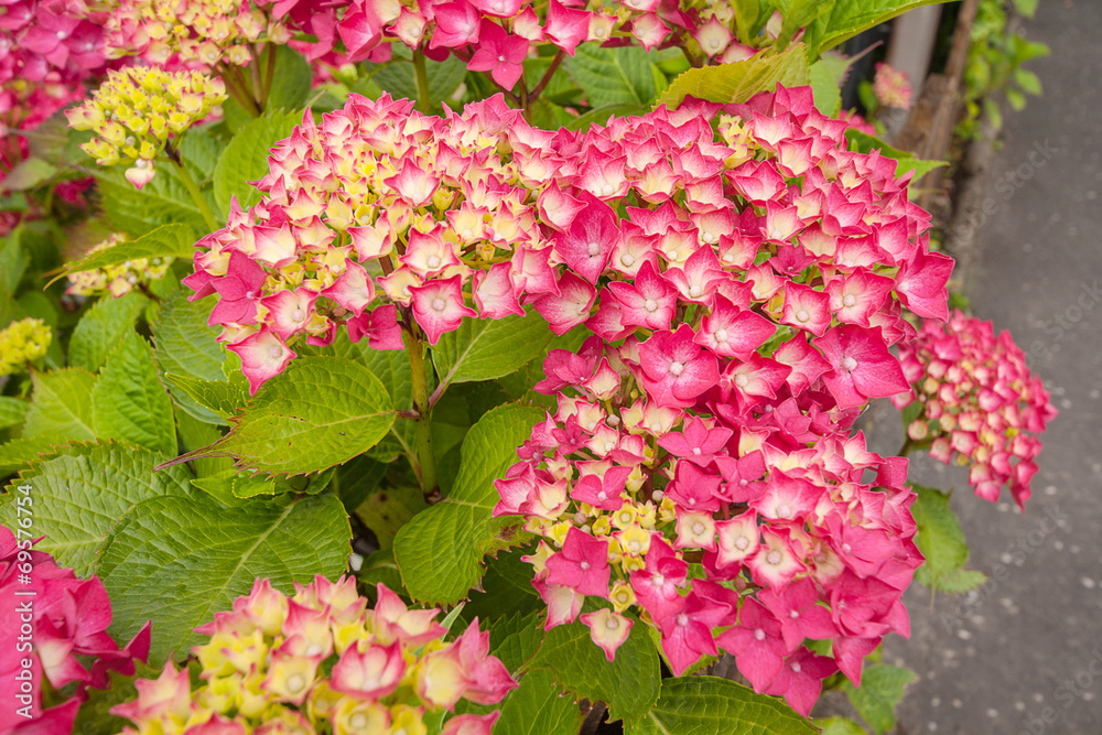 Beautiful, red hydrangea blossom Beautiful, red hydrangea blossom