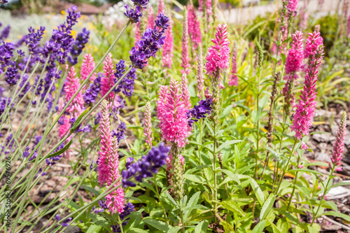 Beautiful summer garden with lavender blossom