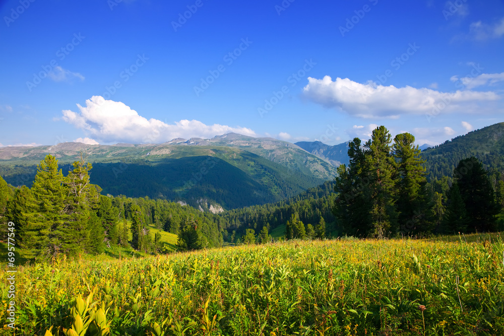 mountains landscape with cedar  forest
