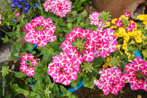 Fototapeta Naklejka Na Ścianę i Meble -  Beautiful blooming verbena close up