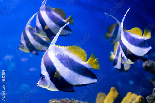 Tropical fishes swim near coral reef. Selective focus